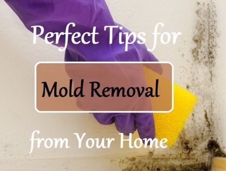 Perfect Tips for Mold Removal from Your Home