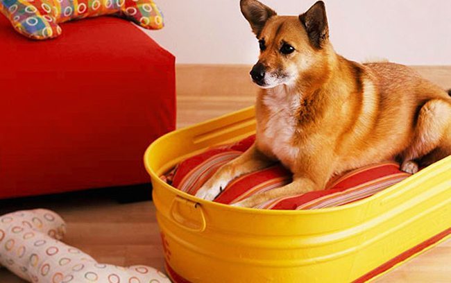 Best DIY Dog Bed