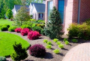 front yard landscaping ideas - young tree investment