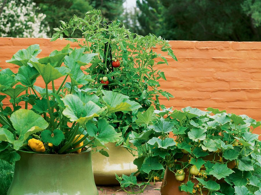  how to start a garden cleverly