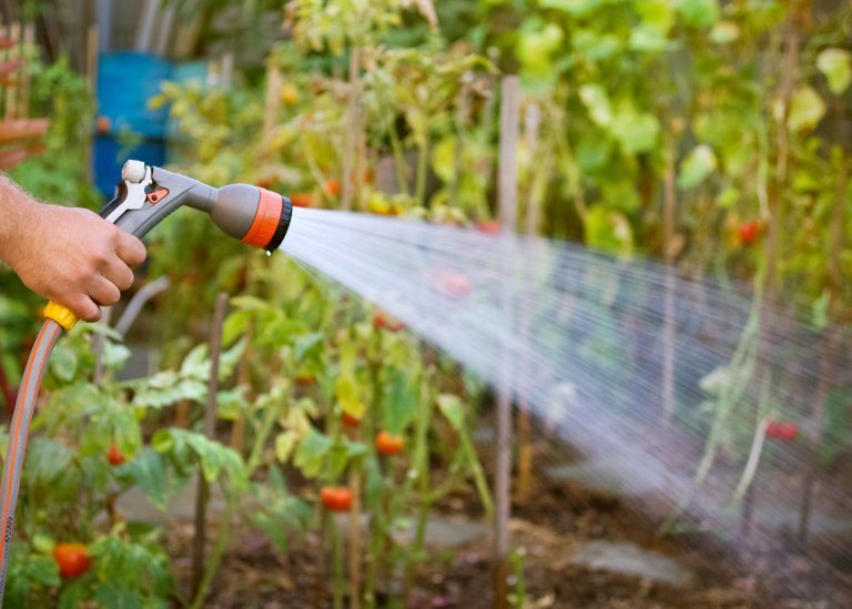 extraordinary way of how to start a garden