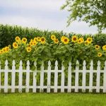 Privacy Fence Ideas-Sunflower fence