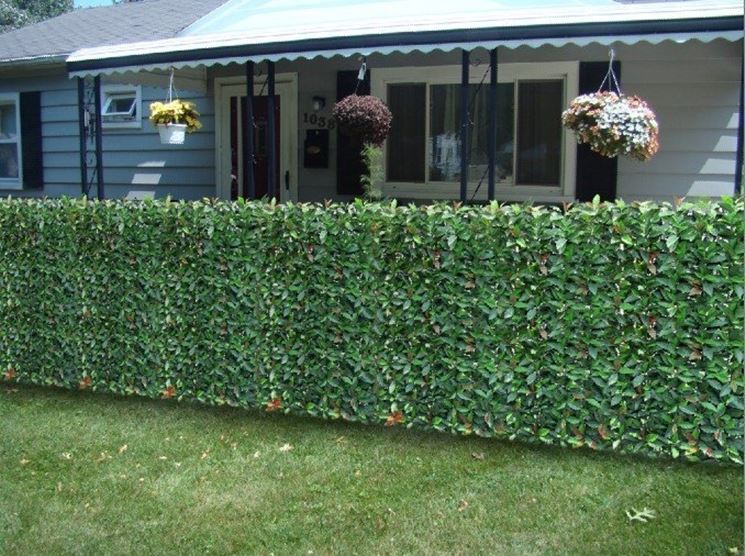 Privacy Fence Ideas-inexpensive floral fence