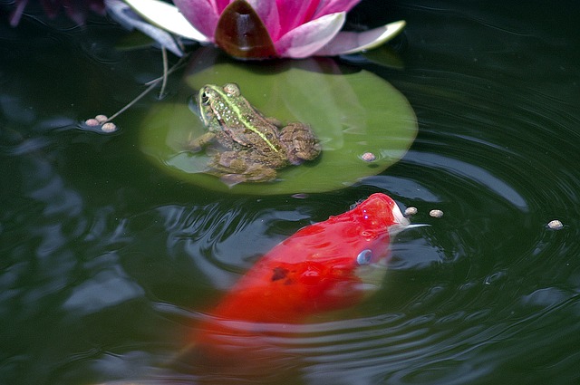 How To Make A Small Outdoor Fish Pond