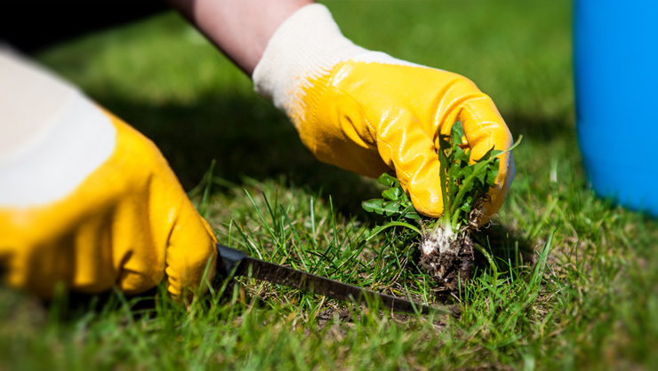 Pest & Weed Control Program Works